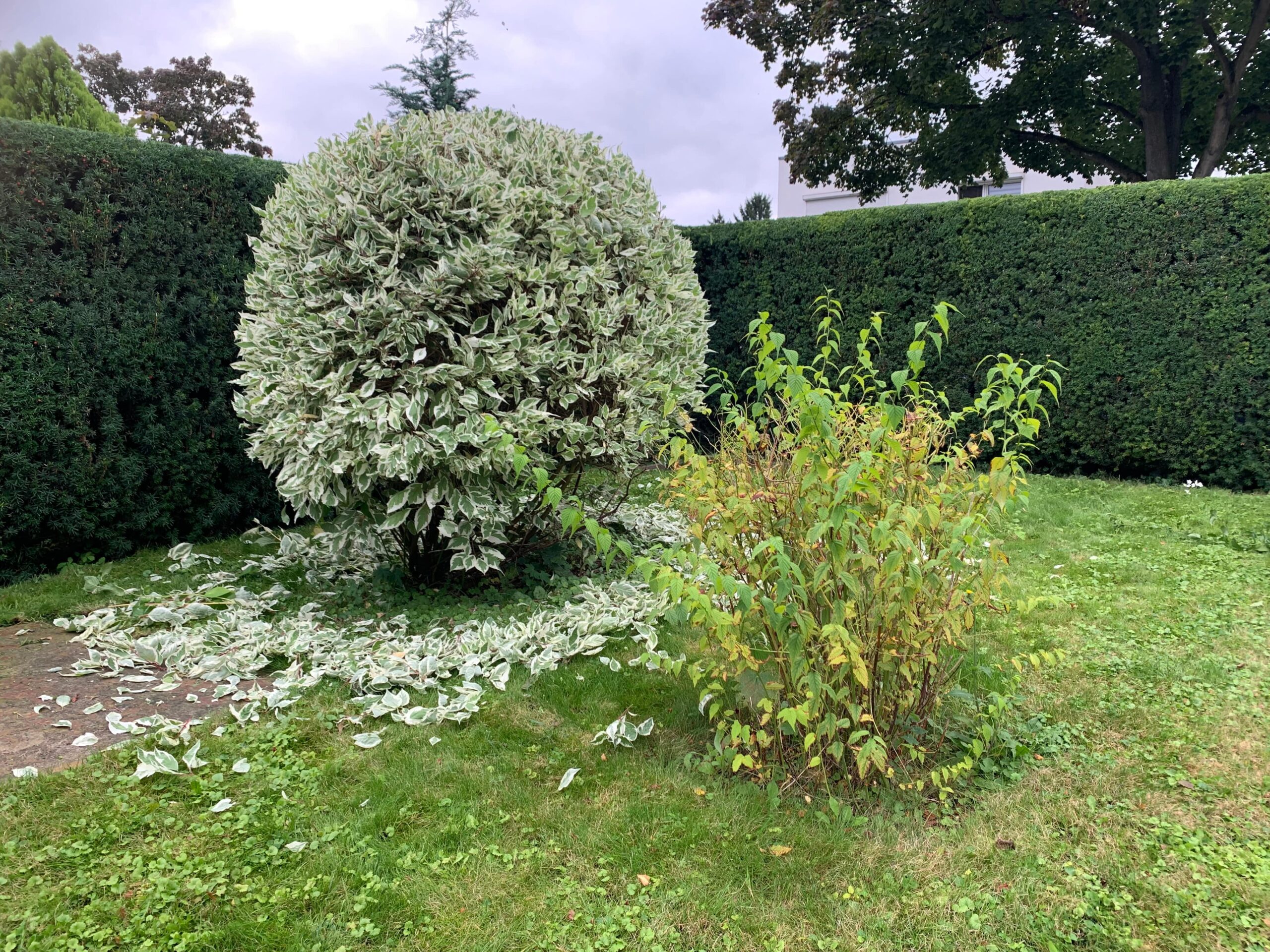 Formschnitt: Kugelstrauch – sauberer Feinschnitt