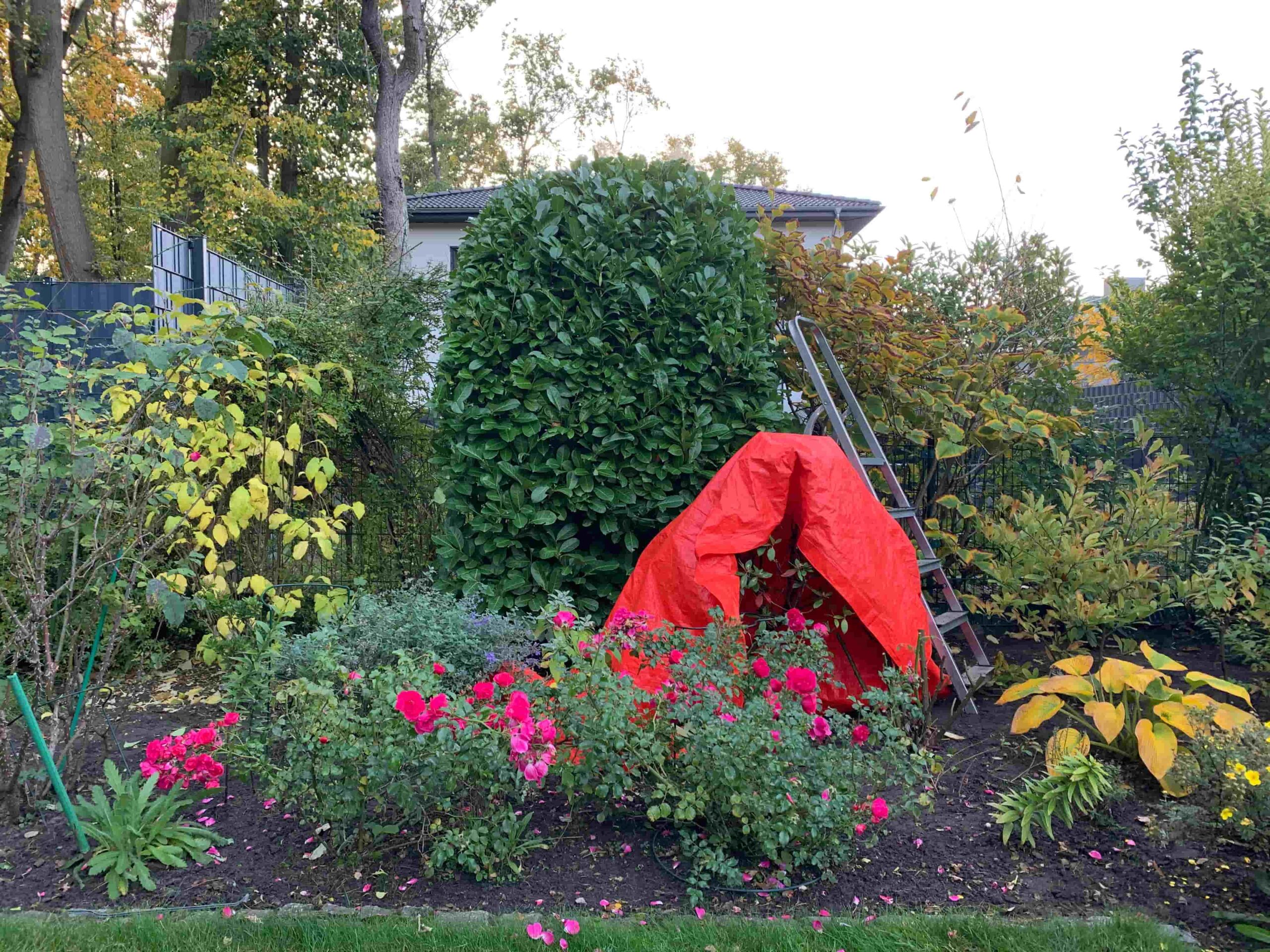 Kirschlorbeer-Formschnitt – präziser Schnitt