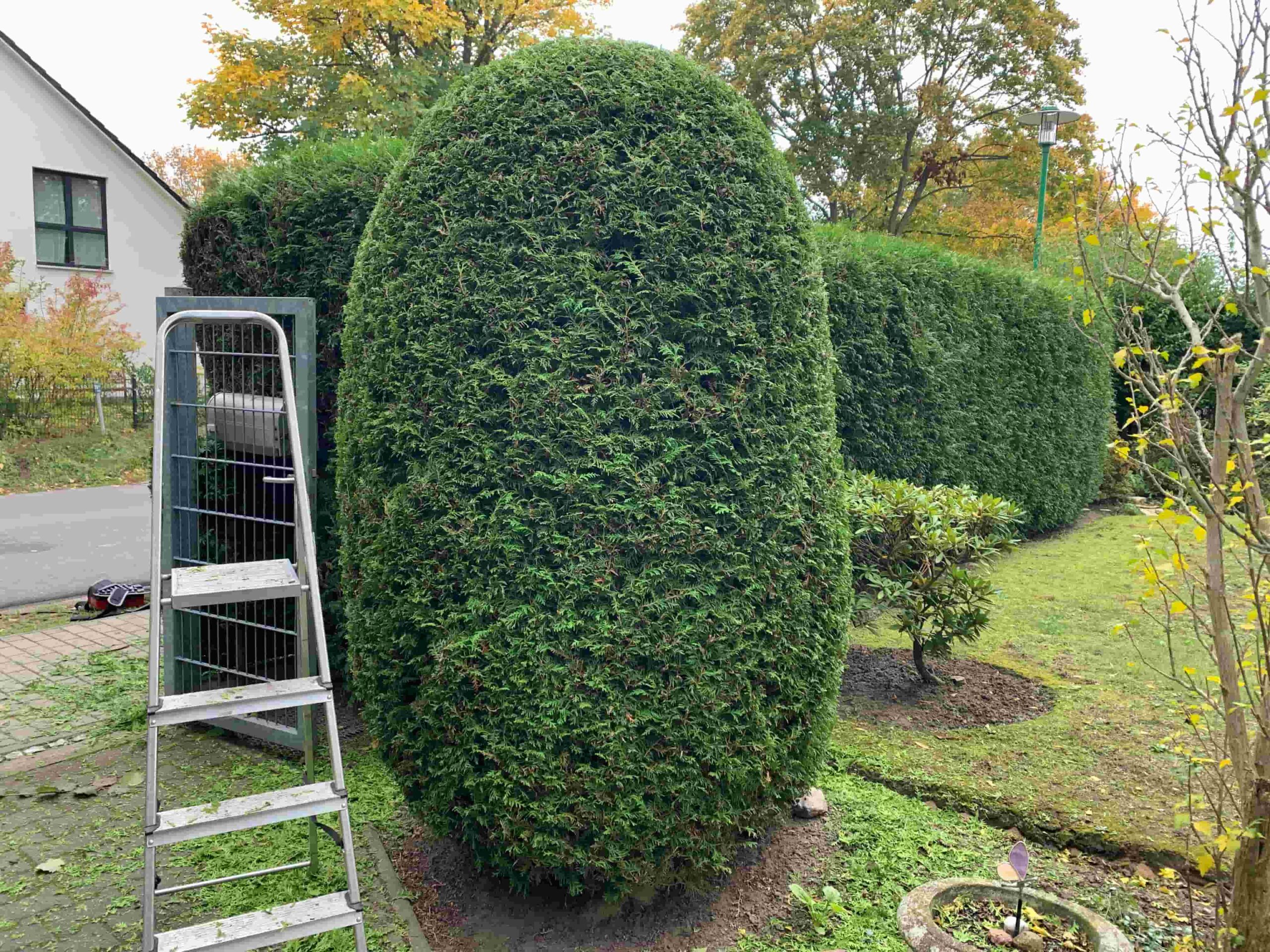 Koniferen-Formschnitt – präziser Schnitt